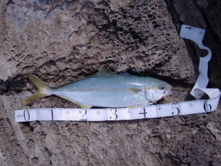 nagao-11.jpg